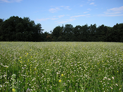Brabants landschap natuurmengsel Brabants landschap natuurmengsel