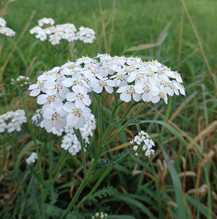 Duizendblad Duizendblad