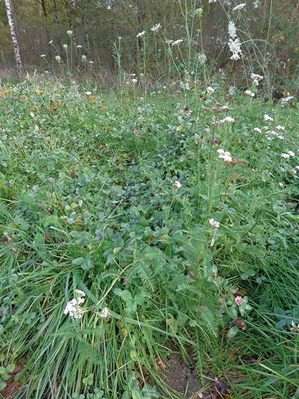 Brabants Landschap Bloemenweide Brabants Landschap Bloemenweide