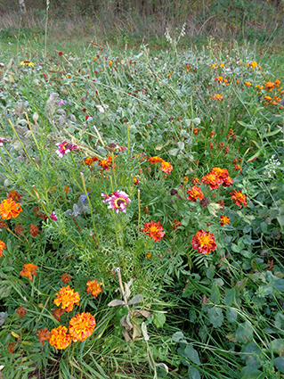 Bloemenpracht met gras