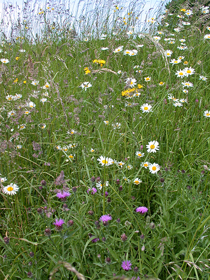 Margrietmengsel Margrietmengsel