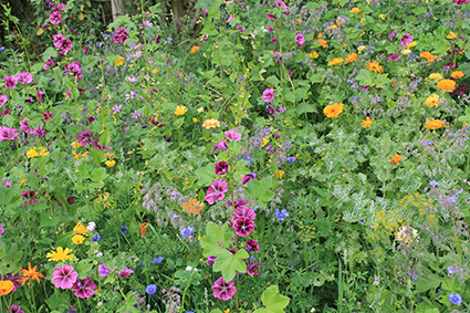 Bijen bloemenmengsel Bijenmengsel