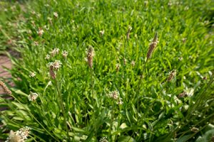 kruidenrijke berm Groen natuurmengsel
