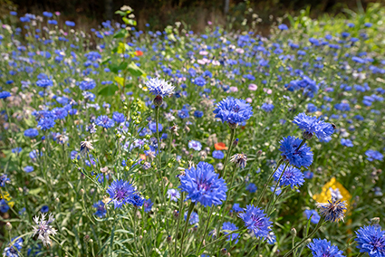 veldbloemen Classic veldbloemen Classic