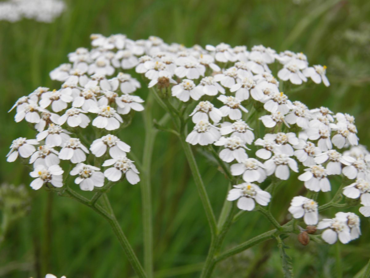 Duizendblad