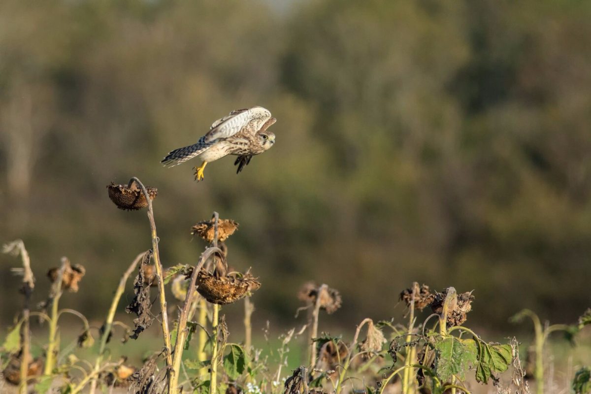 partridge 1 partridge 1