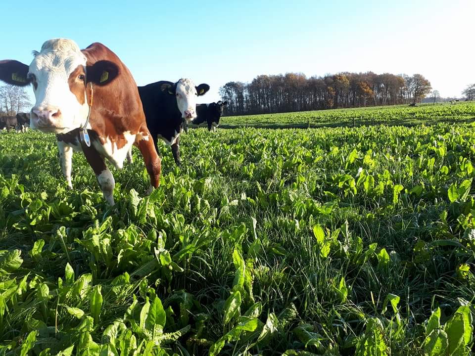 Koe in kruidenrijk grasland 2